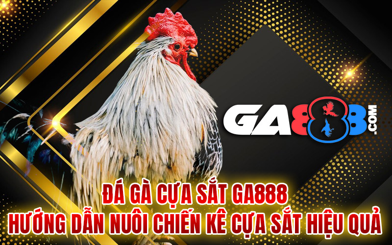 Đá Gà Cựa Sắt GA888 - Hướng Dẫn Nuôi Chiến Kê Cựa Sắt Hiệu Quả