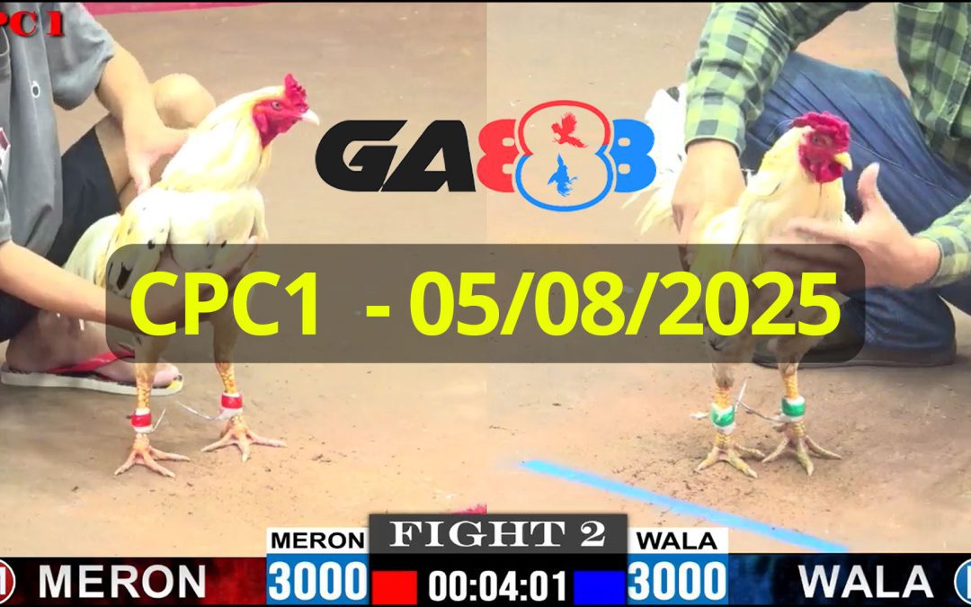 GA888 – Trực tiếp đá gà C1 ngày 05/08/2025
