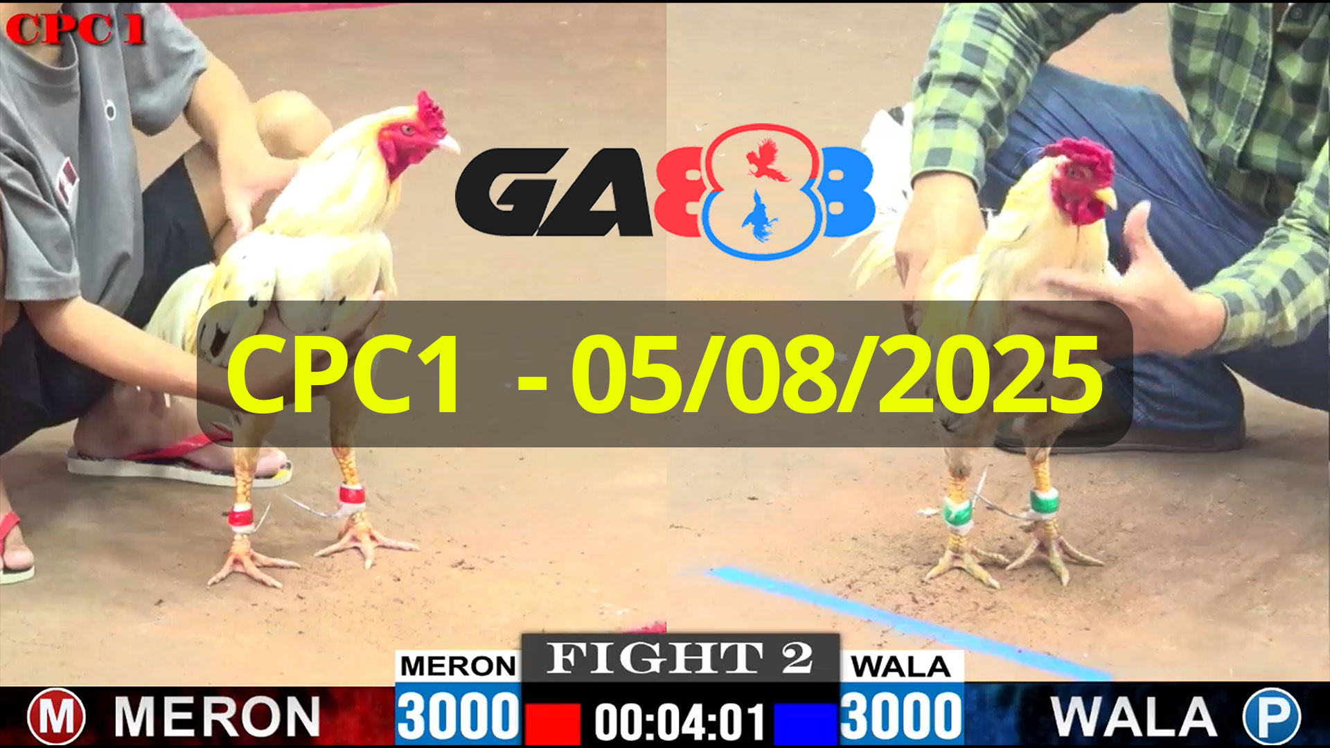 GA888 - Trực tiếp đá gà C1 ngày 05/08/2025