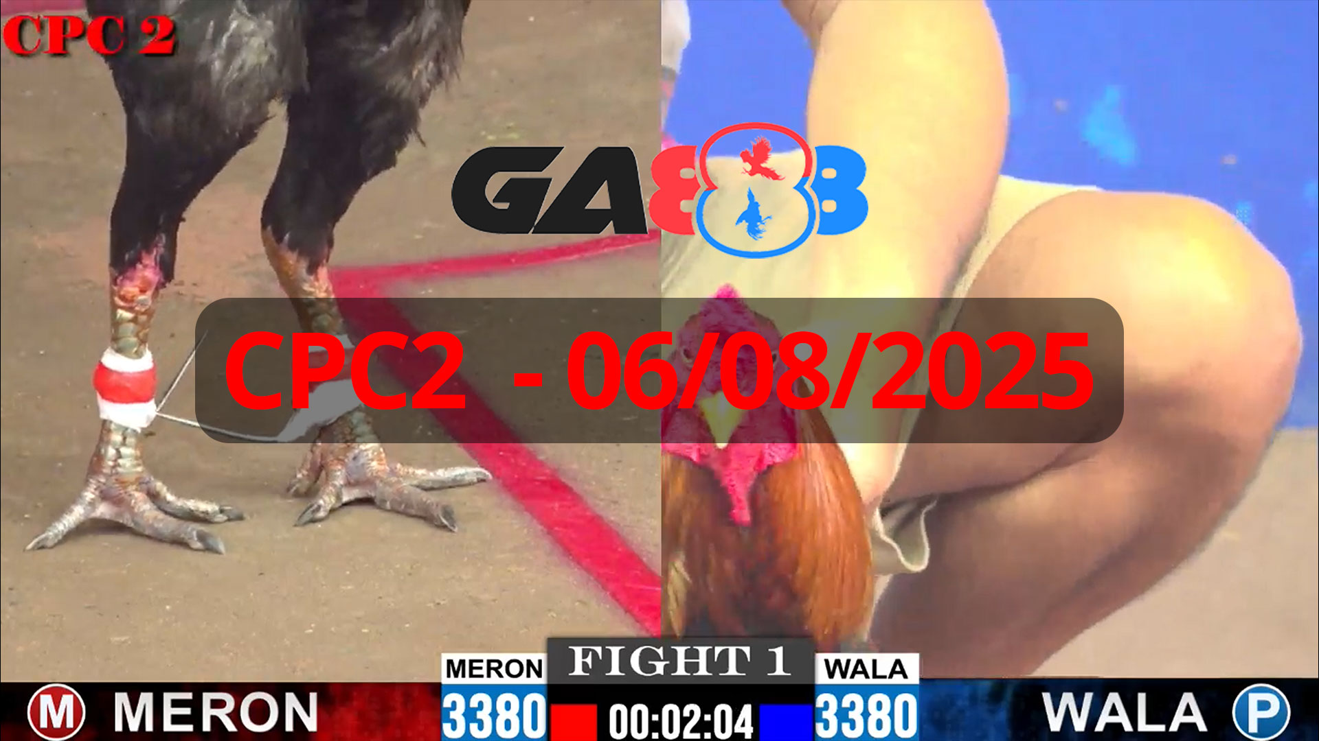 GA888 - Trực tiếp đá gà C2 ngày 06/08/2025